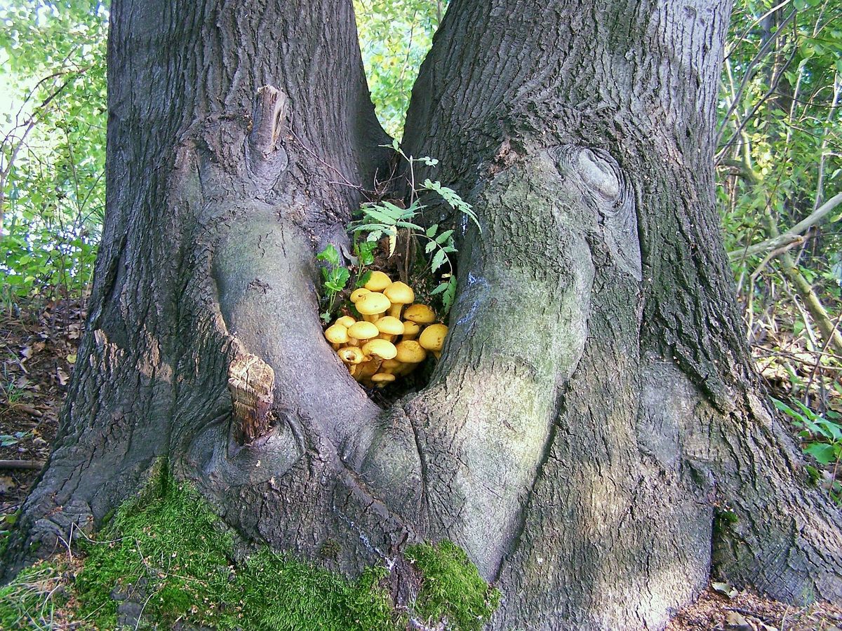 Baum-Pilz_mit Herz